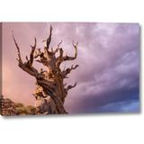 Winston Porter Ca, Inyo Nf, Bristlecone Forest the Sentinel by Don Paulson - Wrapped Canvas Photograph Print Canvas in Brown/Indigo | Wayfair