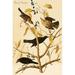 Buyenlarge Rusty Grackle by John James Andubon - Unframed Graphic Art Print in White | 36 H x 24 W x 1.5 D in | Wayfair 0-587-64651-LC2436