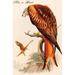 Buyenlarge Kite or Glead by John Gould - Unframed Graphic Art Print in White | 36 H x 24 W x 1.5 D in | Wayfair 0-587-64781-LC2436