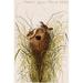 Buyenlarge Nuttal by John James Audubon - Unframed Graphic Art Print in Brown/Green | 66 H x 44 W x 1.5 D in | Wayfair 0-587-64637-LC4466
