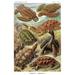 Buyenlarge 'Turtles' by Ernst Haeckel - Graphic Art Print in Brown/Green | 66 H x 44 W x 1.5 D in | Wayfair 0-587-64555-LC4466