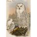 Buyenlarge Snowy Owl by John Gould - Unframed Graphic Art Print in Gray | 66 H x 44 W x 1.5 D in | Wayfair 0-587-64788-LC4466