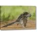 World Menagerie Texas, Adult Greater Roadrunner Bird Grooming by Dave Welling - Wrapped Canvas Photograph Print Canvas in Brown/Gray/Green | Wayfair