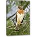 World Menagerie TX, Edinburgh Swainsons Hawk on Tree Limb by Dave Welling - Photograph Print on Canvas in Brown/Green | Wayfair