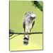 World Menagerie TX, Mcallen Wild Coopers Hawk w/ Head Inverted by Dave Welling - Wrapped Canvas Graphic Art Print Canvas in Gray/Green | Wayfair