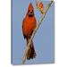 Winston Porter 'Arizona Male Cardinal Eating Ocotillo Blossom' Photographic Print on Wrapped Canvas in Blue/Red | 24 H x 16 W x 1.5 D in | Wayfair