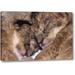 World Menagerie 'CA, Los Angeles Co, Two Sleeping Lion Babies' Photographic Print on Wrapped Canvas in Brown | 10 H x 16 W x 1.5 D in | Wayfair