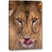World Menagerie 'CA, Los Angeles Co, African Lion w/ Tongue out' Photographic Print on Wrapped Canvas Canvas | 16 H x 10 W x 1.5 D in | Wayfair
