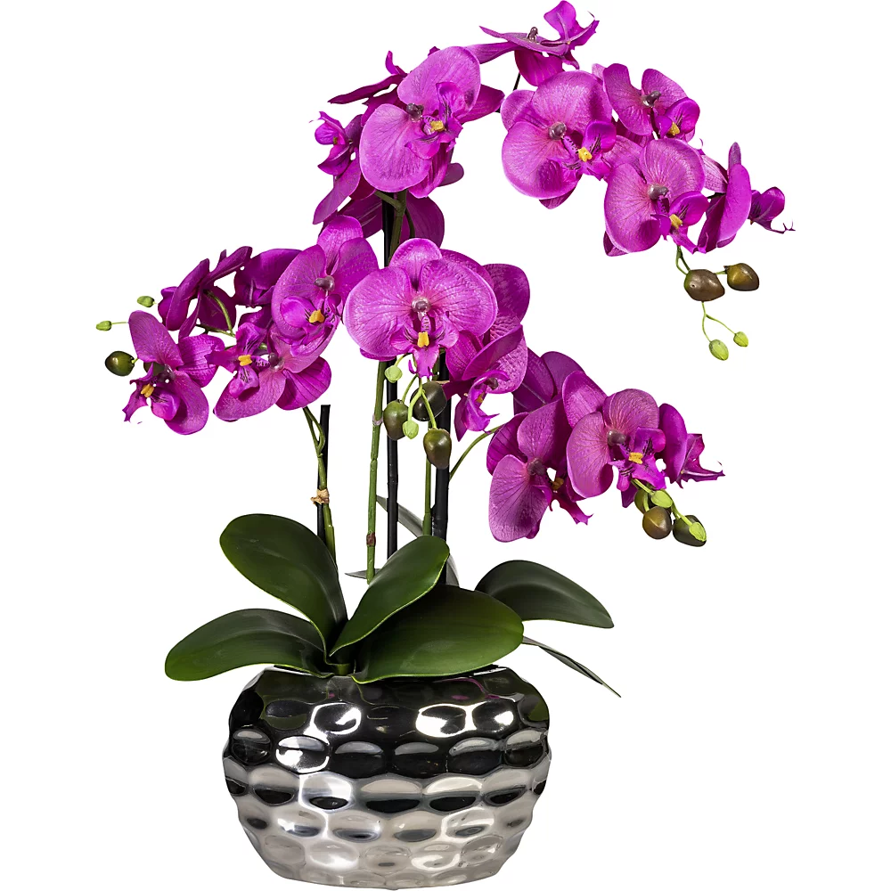 Phalaenopsis dans un vase ovale - kaiserkraft
