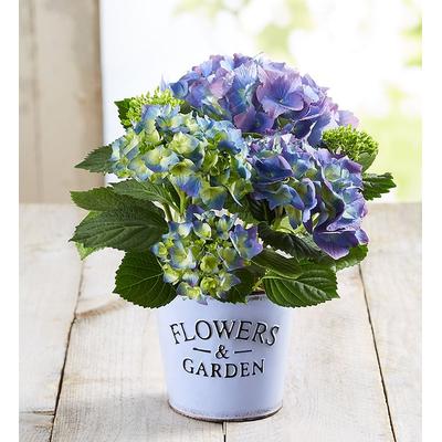 1-800-Flowers Plant Delivery Garden Hydrangea Small Plant