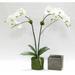 Primrue Artificial Double Phalaenopsis Orchid Floral & Leaves Arrangement in Gray | 25 H x 20 W x 8 D in | Wayfair BLMT7804 42976896