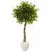 Latitude Run® 5.5ft. Ficus Artificial Tree in White Oval Planter UV Resistant (Indoor/Outdoor) Silk/Ceramic/Plastic | 66 H x 30 W x 30 D in | Wayfair