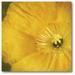 Courtside Market Poppy Graphic Art on Wrapped Canvas in Yellow | 16 H x 16 W x 1.5 D in | Wayfair WEB-YG111