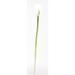 Charlton Home® Calla Lilies Stem Polyester/Faux Silk/Plastic/Fabric | 28 H x 3 W x 3 D in | Wayfair 481C52FED9104BEDB8128D959756D13C