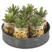 Union Rustic Mini Aloe Glass Jars on Metal Tray Foliage Plant in Planter Set | 4.5 H x 8 W x 8 D in | Wayfair UNRS4206 41990459