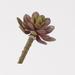 Williston Forge Small Frosted Echeveria Succulent Plant Plastic | 5 H x 3 W x 3 D in | Wayfair 586AC36BE8BF4025B50F81D228811D16