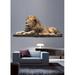 Wallhogs Lion Resting Wall Decal Canvas/Fabric in Brown | 38 H x 84 W in | Wayfair anim12-t84
