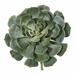 Primrue Giant Echeveria Pick Artificial Succulent Plant Silk/Plastic | 13 H x 11 W x 11 D in | Wayfair B9BCEFC02D9A4CEAA2360E9BD30841FE