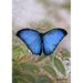 Toland Home Garden Blue Morpho 28 x 40 inch House Flag, Polyester in Gray/Green | 40 H x 28 W in | Wayfair 109348