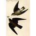 Buyenlarge Rough Winged Swallow - Graphic Art Print in White | 36 H x 24 W x 1.5 D in | Wayfair 0-587-64741-LC2436