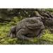 August Grove® Armstrong Forest Toad Statue Concrete | 6.25 H x 10 W x 10.25 D in | Wayfair 8AB619D0D9D04025B8F3436D26634752