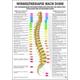 Ruediger Anatomie MIPO41LAM Wirbeltherapie nach Dorn Tafel, 24 cm x 34 cm, laminiert