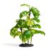 Stand Araceae Plant Terrarium Decor, Large, Green