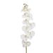 The Party Aisle™ Phalaenopsis Natural Touch Orchid Spray Stem in Vase Silk | 50 H x 8 W x 4 D in | Wayfair 38D848E00579487F92012F4797599025