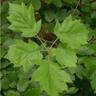 Alisier Torminal (Sorbus Torminalis)