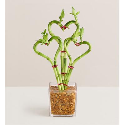 1-800-Flowers Plant Delivery Sweet Heart Bamboo Triple | Same Day Delivery Available | Happiness Delivered To Their Door