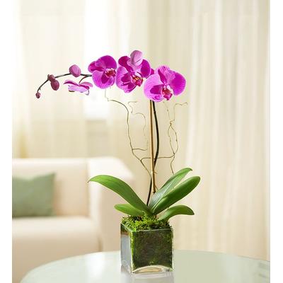 1-800-Flowers Plant Delivery Elegant Orchid Purple | 100% Satisfaction Guaranteed | Happiness Delivered To Their Door