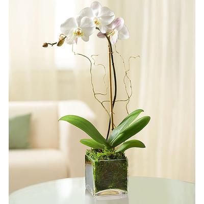 1-800-Flowers Flower Delivery Elegant Orchid For Sympathy White Orchid | Happiness Delivered To Their Door