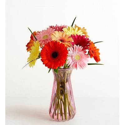 1-800-Flowers Flower Delivery Happy Gerbera Daisies 12-24 Stems, 12 Stems W/ Pink Vase | Same Day Delivery Available
