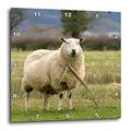 3dRose UK, England, Cotswold Schaf Farm animal-eu33 dsl0055-david Slater 25,4 cm (DPP 82763 _ 1), 10 x 10 Wanduhr