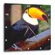 3dRose DPP 17933 _ 2 Toucan-Wall Uhr, 13 von 33 cm