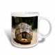3dRose Land Schildkröte Shell, Young Maurische Landschildkröte Verstecken in Carapace Becher, Keramik, weiß, 10,16 x 7,62 x 9,52 cm