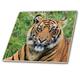 3dRose Lovely Tiger-Ceramic Tile Zoll (CT 182197 _ 4), 30,5 cm