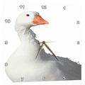 3dRose Wild weiß Ente Hintergrund entfernt – Wanduhr, 10 von 25,4 cm (DPP 214051 _ 1)
