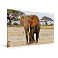 Calvendo Premium Textil-Leinwand 120 cm x 80 cm Quer, Elefant in Amboseli | Wandbild, Bild auf Keilrahmen, Fertigbild auf Echter Leinwand, Leinwanddruck: Ein Kalender Elefanten Afrikas Tiere Tiere