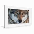 Calvendo Premium Textil-Leinwand 90 cm x 60 cm Quer EmotiEmotional Moments: Die Augen der Tiere. | Wandbild, Bild auf Keilrahmen, Fertigbild auf Echter Leinwand, Leinwanddruck: Wolf Tiere Tiere