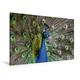 Calvendo Premium Textil-Leinwand 120 cm x 80 cm Quer, Blauer Pfau | Wandbild, Bild auf Keilrahmen, Fertigbild auf Echter Leinwand, Leinwanddruck Natur Natur