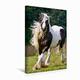 Calvendo Premium Textil-Leinwand 30 cm x 45 cm hoch Gypsy Horse | Wandbild, Bild auf Keilrahmen, Fertigbild auf Echter Leinwand, Leinwanddruck: Fliegende Mähne Tiere Tiere