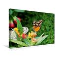 Calvendo Premium Textil-Leinwand 45 cm x 30 cm Quer, Ein Motiv aus Dem Kalender Tiere in Parks und Zoos - Familienplaner | Wandbild, Bild auf Keilrahmen. Leinwand, Leinwanddruck Tiere Tiere