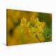Calvendo Premium Textil-Leinwand 90 cm x 60 cm Quer Gelber Rhododendron | Wandbild, Bild auf Keilrahmen, Fertigbild auf Echter Leinwand, Leinwanddruck: Pflanzen und Blüten Hobbys Hobbys