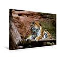 Calvendo Premium Textil-Leinwand 45 cm x 30 cm Quer, Entspannter Tiger | Wandbild, Bild auf Keilrahmen, Fertigbild auf Echter Leinwand, Leinwanddruck: Sibirischer Tiger Tiere Tiere