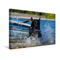 Calvendo Premium Textil-Leinwand 45 cm x 30 cm Quer, Ein Motiv aus Dem Kalender Labrador Retriever 2017 | Wandbild, Bild auf Keilrahmen, Fertigbild auf Echter Leinwand, Leinwanddruck Tiere Tiere