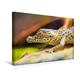 Calvendo Premium Textil-Leinwand 45 cm x 30 cm Quer, Noch recht niedlich - Ein Junges Krokodil | Wandbild, Bild auf Keilrahmen, Fertigbild auf Echter Leinwand, Leinwanddruck Tiere Tiere