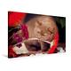 Calvendo Premium Textil-Leinwand 75 cm x 50 cm Quer, Britisch Kurzhaar Katze in Cinnamon | Wandbild, Bild auf Keilrahmen, Fertigbild auf Echter Leinwand, Leinwanddruck Tiere Tiere