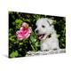 Calvendo Premium Textil-Leinwand 120 cm x 80 cm Quer, Ein Motiv aus Dem Kalender Kobold auf 4 Pfoten - West Highland White Terrier | Wandbild, Bild auf Leinwand, Leinwanddruck Tiere Tiere