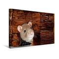 Calvendo Premium Textil-Leinwand 45 cm x 30 cm Quer, Maus im Haus | Wandbild, Bild auf Keilrahmen, Fertigbild auf Echter Leinwand, Leinwanddruck: Ein Motiv aus Süße Mäuse und Coole Ratten Tiere Tiere